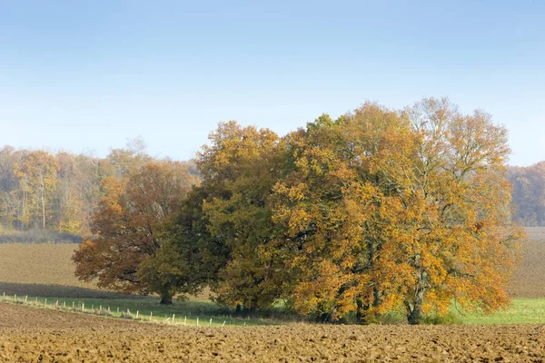 Campo de cultivo con árboles — Foto de Stock