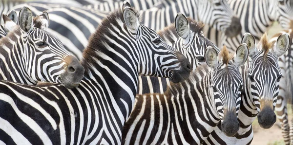 Dataran Zebra kawanan selama migrasi — Stok Foto