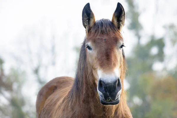 Hästen stående, tittar på kameran — Stockfoto