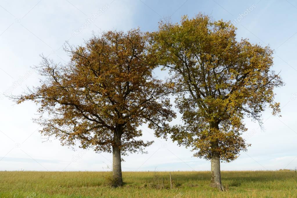 Two trees with autumn foliage 