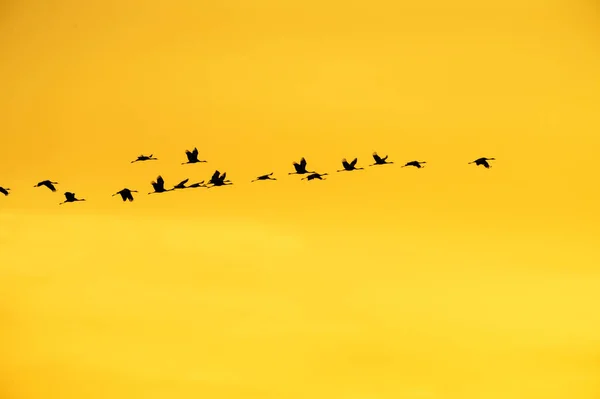 Kraniche fliegen in Formation — Stockfoto