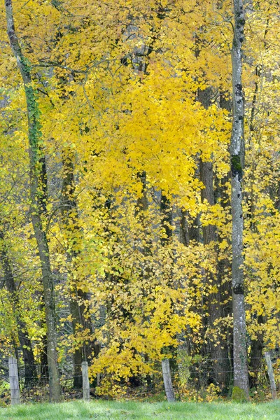 Autumn forest in yellow colors — Stock Photo, Image