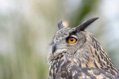 Avrasya kartal-baykuş (Bubo bubo) portre, yan görünümü kadar yakın.