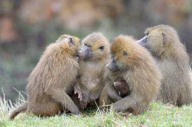 Gine maymun (Papio papio) birlikte Troup, esir, İspanya.