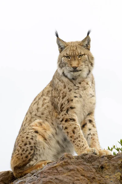 Lynx Eurasien Lynx Lynx Assis Sur Rocher Coucher Soleil Parc — Photo