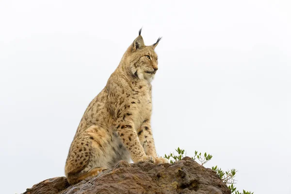 Eurasian Lynx Lynx Lynx Sitting Top Rock Sunset Cabarceno Natural — Stock Photo, Image