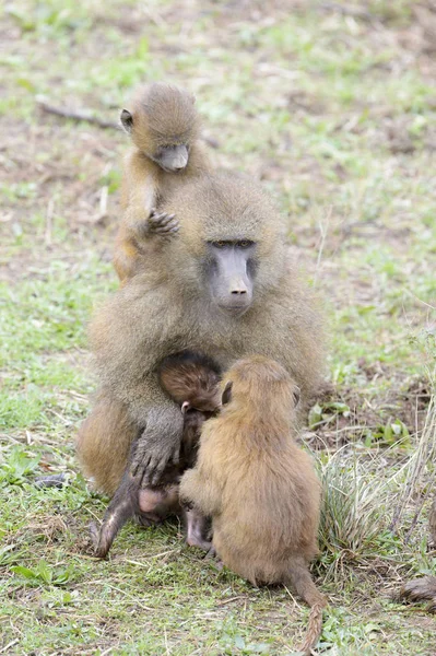 Guinea Babbuino Papio Papio Madre Con Bambino Braccio Due Giovani — Foto Stock