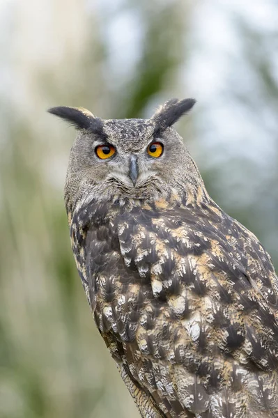 Eurázsiai Uhu Bubo Bubo Portré Közelről Nézi Kamera — Stock Fotó