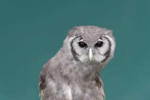 Búho Gigante Joven Búho Águila Verraux Bubo Lacteus Retrato Mirando —  Fotos de Stock