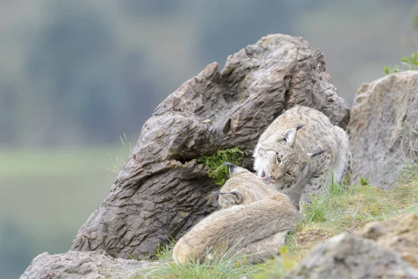 Dos Linces Eurasiáticos Lince Lince Sobre Una Roca Limpiándose Unos —  Fotos de Stock