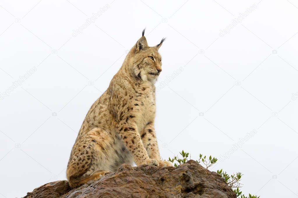 Eurasian lynx (Lynx lynx), sitting on top of a rock at sunset, Cabarceno Natural Park, Cantabria, Spain