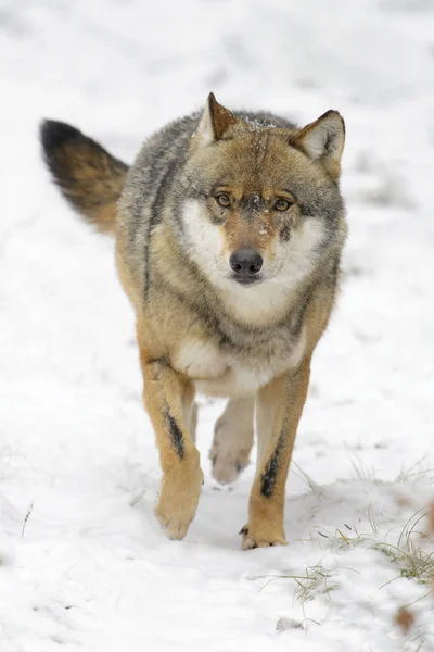 Adult Eurasian Wolf Canis Lupus Lupus Running Camera Snow Germany — Stock Photo, Image
