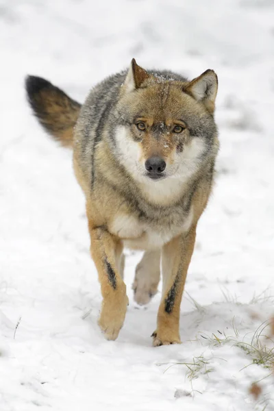 Lupo Eurasiatico Adulto Canis Lupus Lupus Che Corre Verso Macchina — Foto Stock