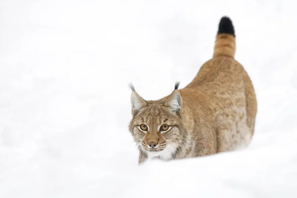 Eurasian Lynx Lynx Lynx Walking Snow Germany — Stock Photo, Image