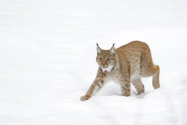 Eurasian Lynx Lynx Lynx Che Cammina Nella Neve Germania — Foto Stock