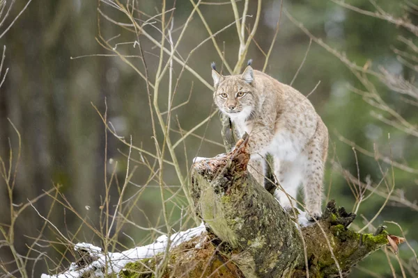 Еврейская Рысь Lynx Lynx Делает Ставку Мертвое Дерево Германии Глядя — стоковое фото