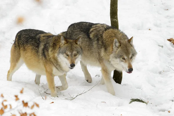 Zwei Ausgewachsene Eurasische Wölfe Canis Lupus Lupus Schnee Deutschland — Stockfoto