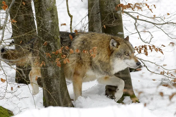 歩いて木と雪の中 ドイツで大人ユーラシア オオカミ Canis Lupus ループス — ストック写真