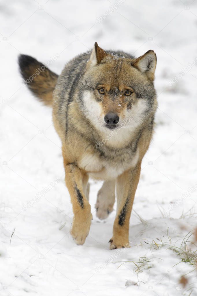 Adult Eurasian wolf (Canis lupus lupus) running towards camera in the snow, Germany