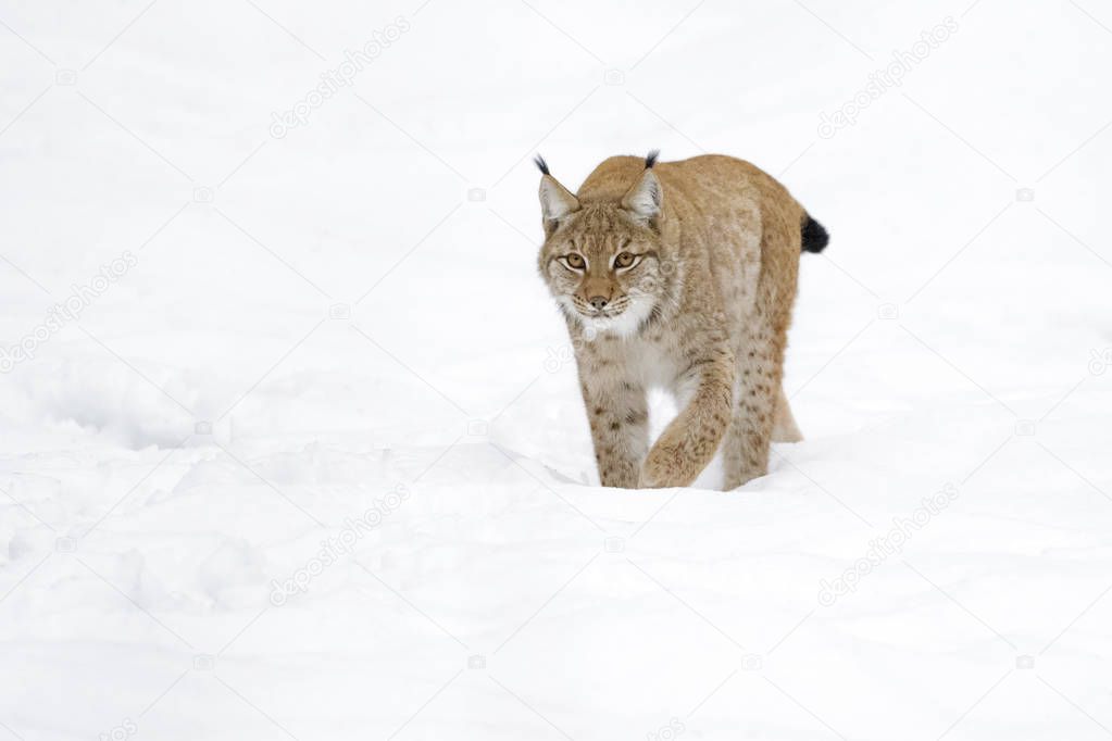 Eurasian Lynx (Lynx lynx) walking in snow, Germany
