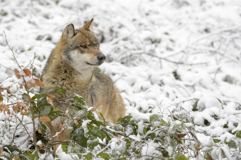 Adult Eurasian wolf (Canis lupus lupus) standing in the forest in snow, Germany