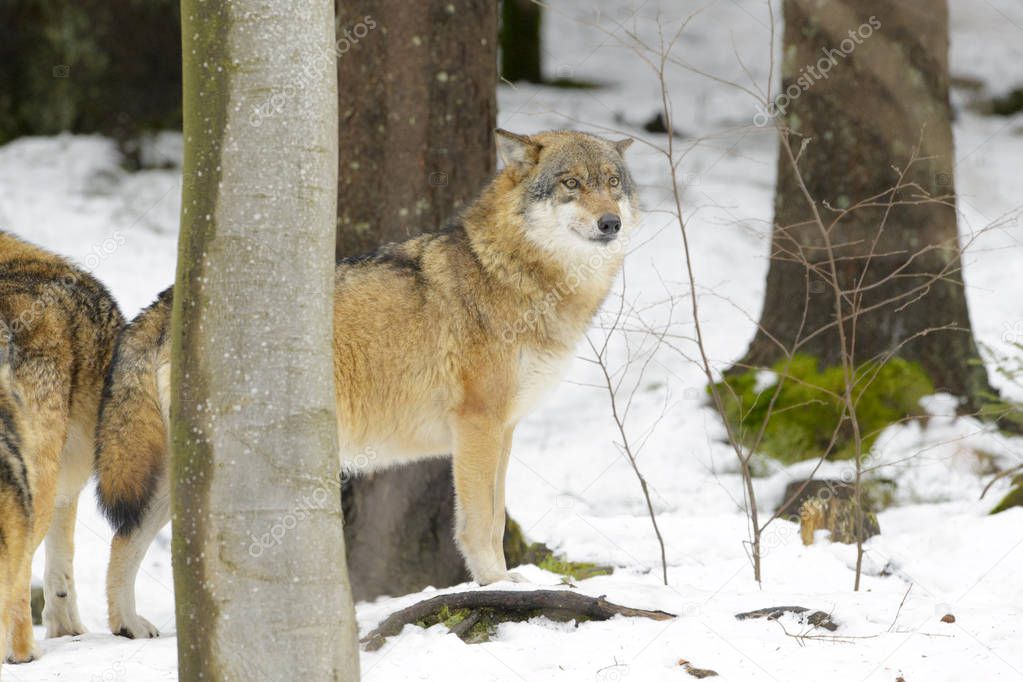 Adult Eurasian wolf (Canis lupus lupus) standing in the forest in snow, Germany