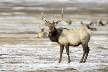 Elk veya Kanada (Cervus canadensis) kar, kamera, Milli Elk sığınağı, Jackson, Wyoming, ABD arıyorsunuz