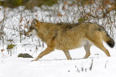 Kar, Almanya ormanda yürüyüş yetişkin Avrasya kurt (Canis lupus lupus)