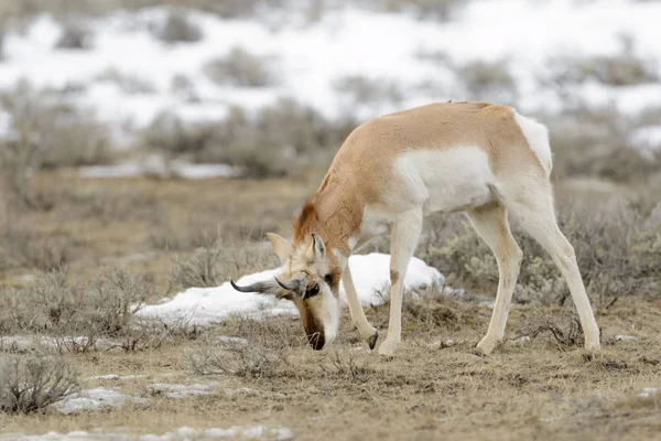 Pronghorn Antelope Antilocapra Americana Forrageamento Parque Nacional Yellowstone Wyoming Eua — Fotografia de Stock