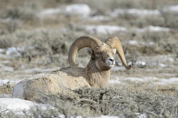 Kış Boyunca Ulusal Elk Sığınma Jackson Wyoming Abd Kar Adaçayı — Stok fotoğraf