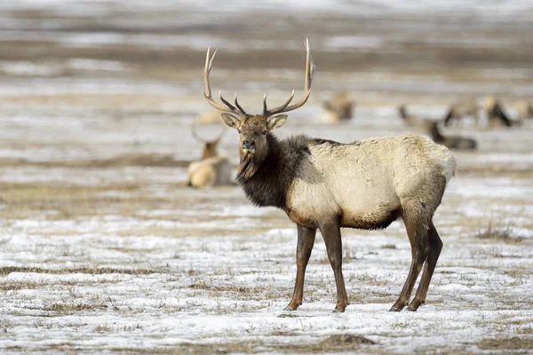 Elk veya Kanada (Cervus canadensis) kar, kamera, Milli Elk sığınağı, Jackson, Wyoming, ABD arıyorsunuz