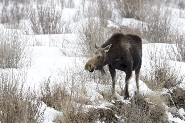 Moose Alces Alces Cerca Cibo Sulla Riva Del Fiume Durante — Foto Stock