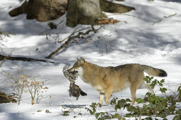 Dospělý Vlk Eurasijský Canis Lupus Lupus Běží Ulovené Kořisti Lese — Stock fotografie