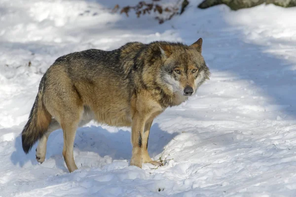 成年欧亚狼 大犬狼疮 站在森林中的雪 看着相机 — 图库照片