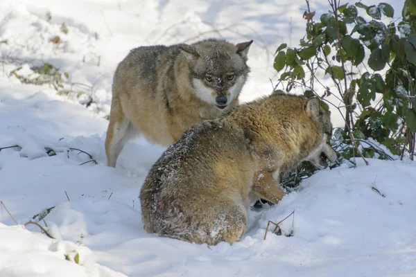 Erwachsener Eurasischer Wolf Canis Lupus Lupus Kämpft Die Vorherrschaft Wald — Stockfoto