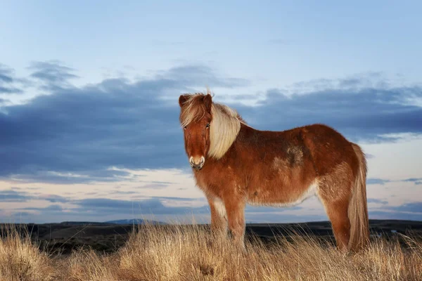 Cavallo Islandese Durante Inverno Islanda Con Tipico Cappotto Invernale — Foto Stock