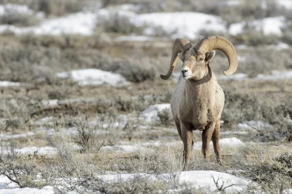 Bighorn Sheep Ovis Canadensis Macho Carneiro Neve Salva Durante Inverno Imagens De Bancos De Imagens