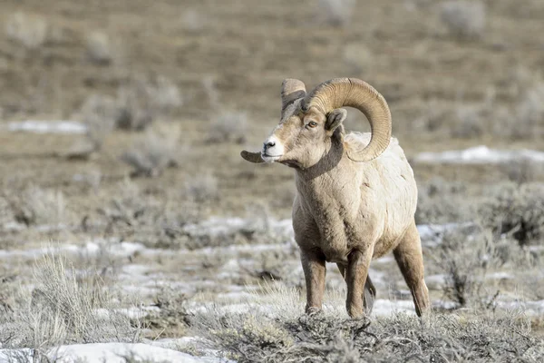 Bighorn Sheep Ovis Canadensis Male Ram Snow Sage Winter National Stock Picture