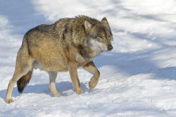 Adult Eurasian Wolf Canis Lupus Lupus Walking Forest Snow Germany Stock Photo