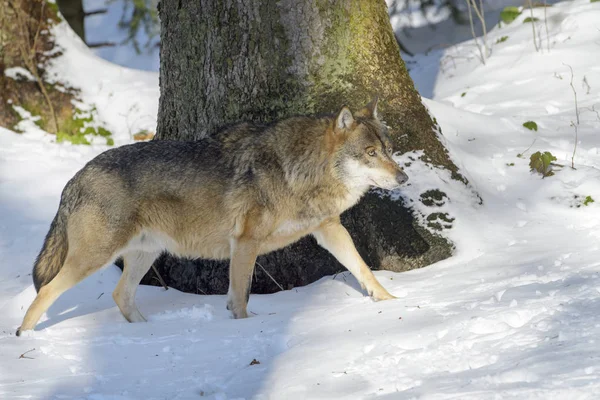 Adult Eurasian Wolf Canis Lupus Lupus Walking Forest Snow Germany Stock Picture
