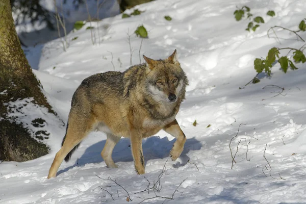 Дорослий Євразійського Вовк Canis Вовчак Вовчак Гуляти Лісу Снігу Німеччина Стокове Зображення