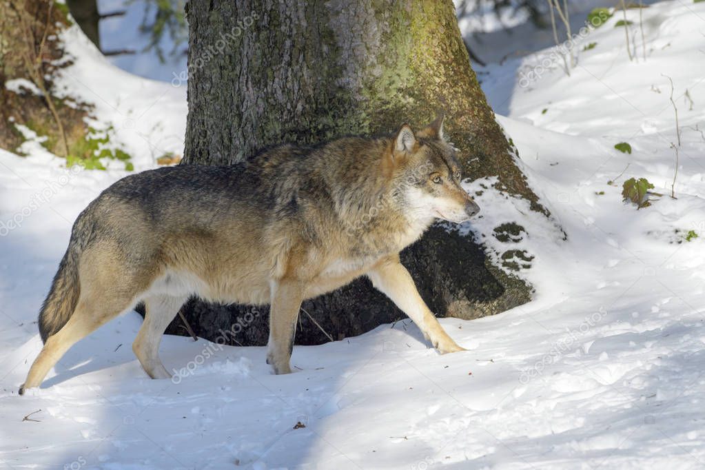 Adult Eurasian wolf (Canis lupus lupus) walking in the forest in snow, Germany