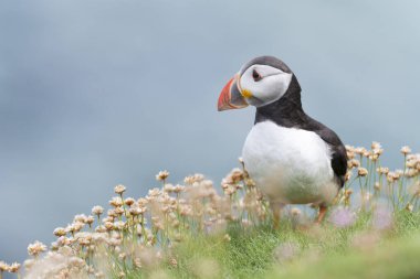 Atlantik martısı (Fratercula arkktika) erişkin, çiçek açan deniz taşlarının arasında uçurumun üzerinde duruyor, Büyük Saltee, Saltee Adaları, İrlanda.