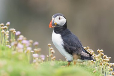 Atlantik Martı (Fratercula arkticastanding on cliff with English grass, Great Saltee, Saltee Adaları, İrlanda.