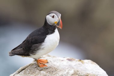 Atlantik Puffin (Fratergüngör Arctica) Yetişkin, kıyı uçurumu kaya üzerinde ayakta, büyük Saltee, Saltee Adası, Irlanda.