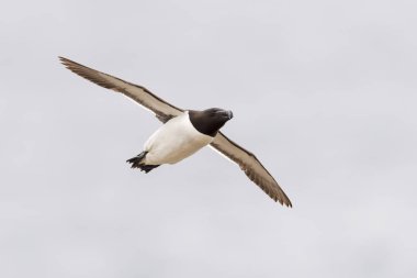 Razorbill (Alca torda) gökyüzüne karşı uçuyor, Büyük Saltee, Saltee Adası, İrlanda.
