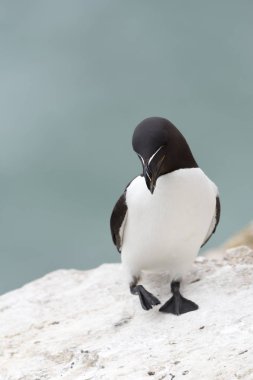 Razorbill (Alca torda) yetişkin, kıyı uçurumunda yürüyen, Büyük Saltee, Saltee Adası, İrlanda.
