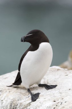 Razorbill (Alca torda) yetişkin, kıyı uçurumunda duruyor, Great Saltee, Saltee Adası, İrlanda.