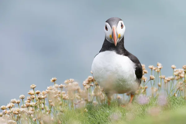 Atlantic Puffin Fratercula Arctica Adult Standing Flowering Sea Thrift Looking — Stock Photo, Image