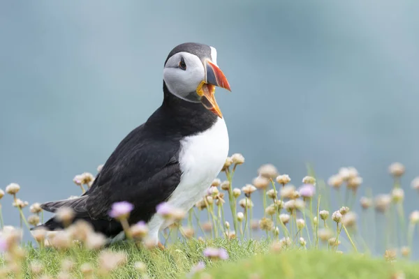 Atlantic Puffin Fratercula Arctica Adult Standing Cliff Sea Thrift Open — Stock Photo, Image